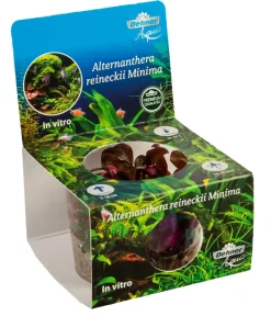 Dehner Aqua Premium Mini-Papageienblatt In vitro - Alternanthera reineckii Mini Rot Best