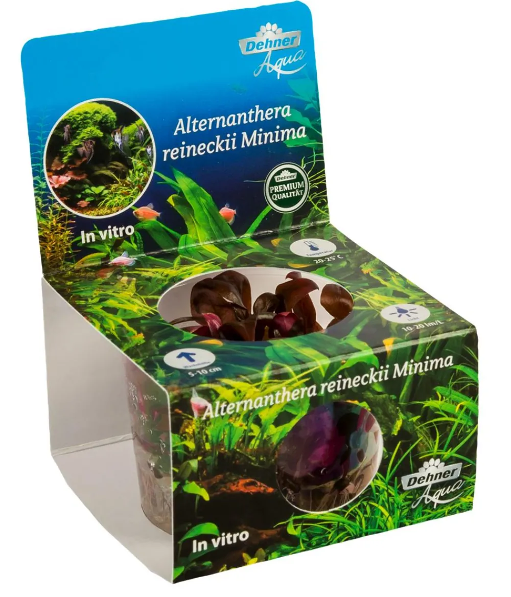 Dehner Aqua Premium Mini-Papageienblatt In vitro - Alternanthera reineckii Mini Rot Best