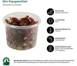 Dehner Aqua Premium Mini-Papageienblatt In vitro - Alternanthera reineckii Mini Rot Best
