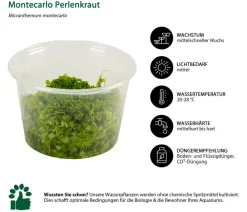 Dehner Aqua Premium Montecarlo Perlenkraut In vitro - Micranthemum montecarlo Grün Hot