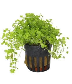 Dehner Aqua Premium Aquariumpflanzen - Montecarlo Perlenkraut - Micranthemum monte carlo Grün