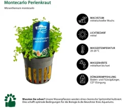 Dehner Aqua Premium Aquariumpflanzen - Montecarlo Perlenkraut - Micranthemum monte carlo Grün