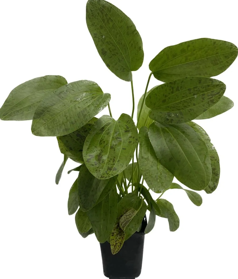 Dehner Aqua Premium Aquariumpflanzen > Ozelot-Schwertpflanze - Echinodorus Ozelot XL