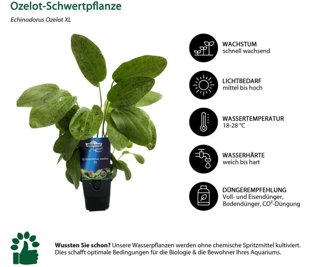Dehner Aqua Premium Aquariumpflanzen > Ozelot-Schwertpflanze - Echinodorus Ozelot XL