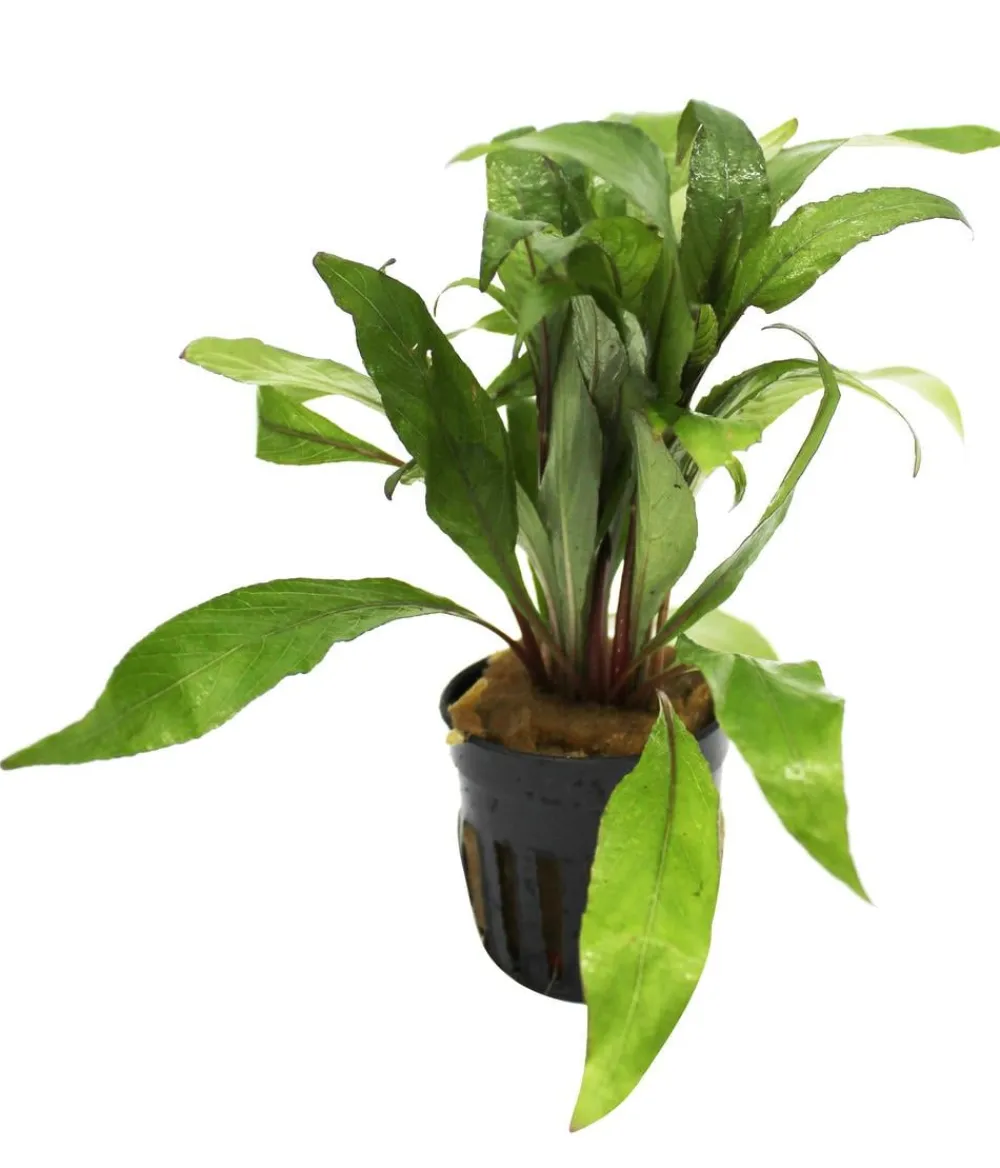 Dehner Aqua Premium Aquariumpflanzen > Riesen-Wasserfreund - Hygrophila angustifolia