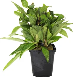 Dehner Aqua Premium Riesen-Wasserfreund - Hygrophila siamensis Grün Hot