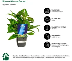 Dehner Aqua Premium Riesen-Wasserfreund - Hygrophila siamensis Grün Hot