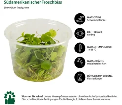 Dehner Aqua Premium Aquariumpflanzen > Südamerikanischer Froschbiss In vitro - Limnobium laevigatum