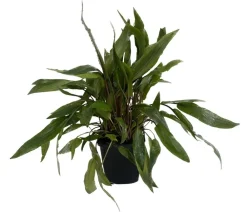 Dehner Aqua Premium Wendtscher Wasserkelch - Cryptocoryne wendtii XL Grün Sale