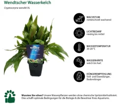 Dehner Aqua Premium Wendtscher Wasserkelch - Cryptocoryne wendtii XL Grün Sale