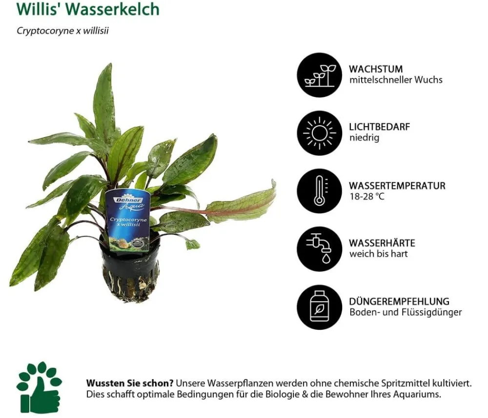 Dehner Aqua Premium Aquariumpflanzen > Willis Wasserkelch - Cryptocoryne x willisii