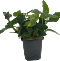 Dehner Aqua Premium Aquariumpflanzen > Zwergspeerblatt - Anubias barteri var. Nana XL
