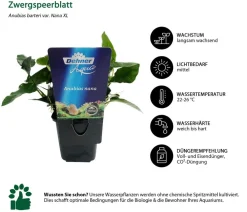 Dehner Aqua Premium Aquariumpflanzen > Zwergspeerblatt - Anubias barteri var. Nana XL