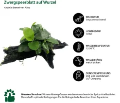 Dehner Aqua Premium Aquariumpflanzen - Zwergspeerblatt auf Wurzel - Anubias barteri var. Nana Grün