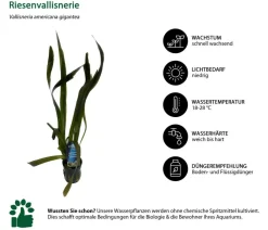 Dehner Aqua Aquariumpflanzen - Riesenvallisnerie - Vallisneria americana gigantea Grün