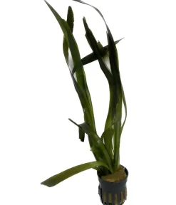 Dehner Aqua Aquariumpflanzen - Riesenvallisnerie - Vallisneria americana gigantea Grün