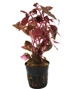 Dehner Aqua Aquariumpflanzen - Rosa Papageienblatt - Alternanthera reineckii