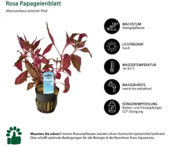 Dehner Aqua Aquariumpflanzen - Rosa Papageienblatt - Alternanthera reineckii
