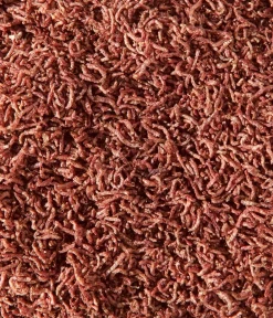 Dehner Aqua Rote Mückenlarven Online