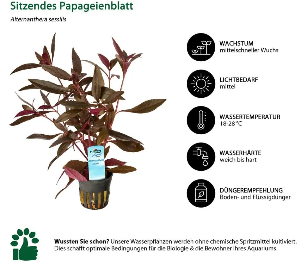 Dehner Aqua Sitzendes Papageienblatt - Alternanthera sessilis Outlet