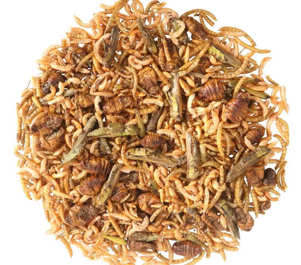 Dehner Aqua Gartenteich·TeichfischFutter|Teichfischfutter > Teichfischsnack Protein-Mix, 200 g