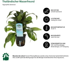 Dehner Aqua Aquariumpflanzen > Thailändischer Wasserfreund - Hygrophila Siamensis
