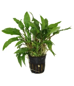 Dehner Aqua Wendts Wasserkelch - Cryptocoryne wendtii Grün