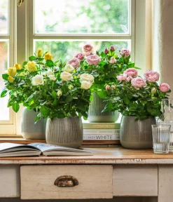 Dehner Blumentöpfe & Übertöpfe > Übertopf-Set Pink Beauties, 2-teilig
