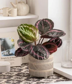 Dehner Übertopf-Set Tropical Maze, 3-teilig Discount