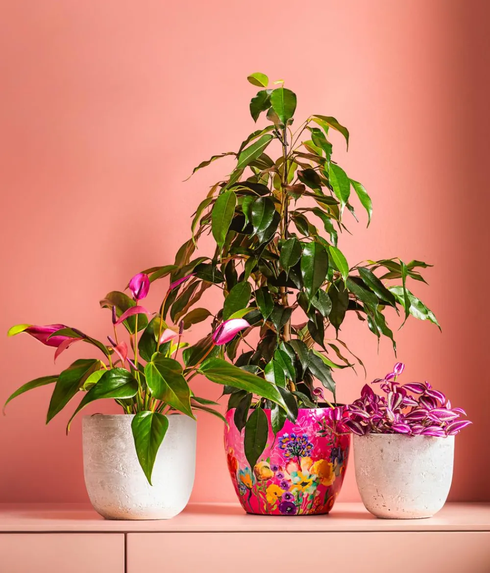 Dehner Beton-Übertopf Jimmy, rund, Hellgrau Sale