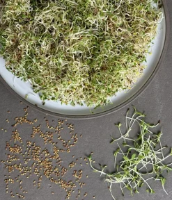 Dehner Bio -Keimsprossen 'Alfalfa' New