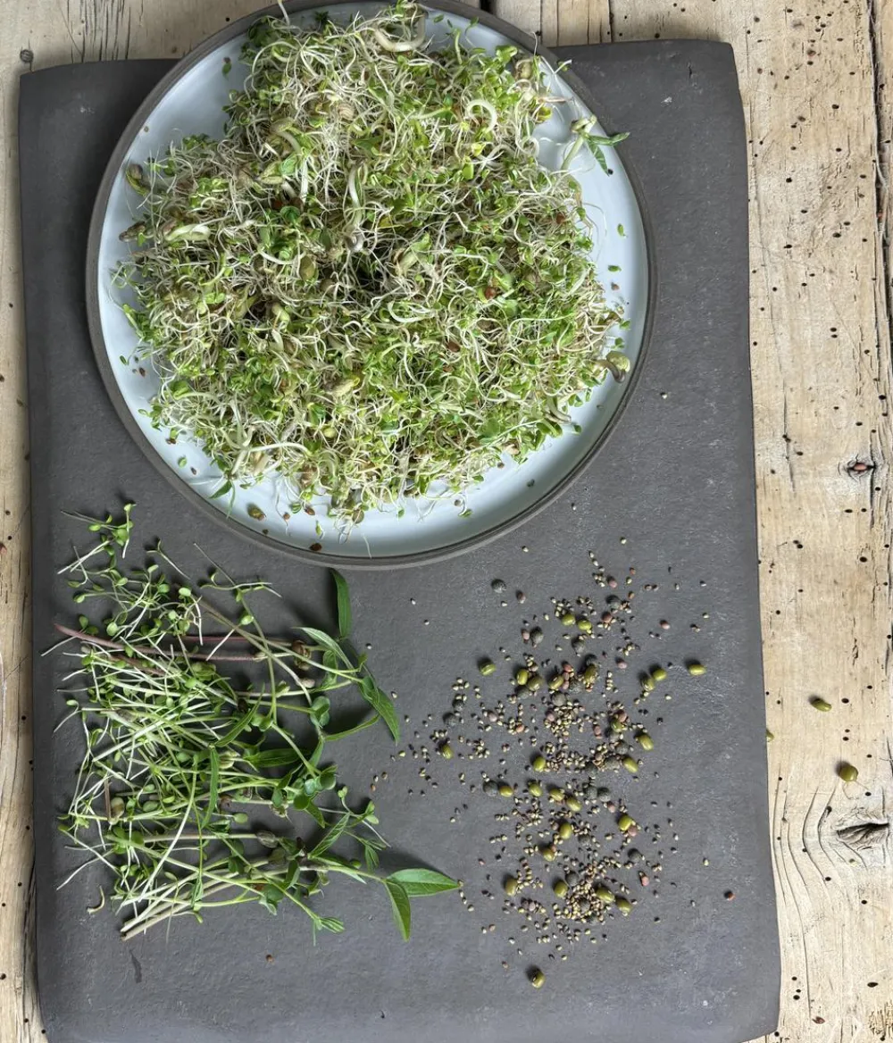 Dehner Bio Gemüsesamen > -Keimsprossen 'Wellness-Mischung'