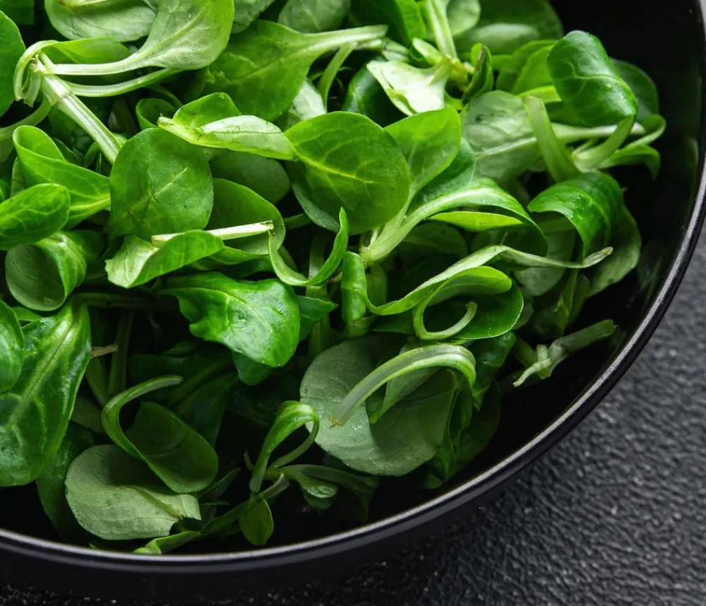 Dehner Bio -Saatgut Feldsalat 'Vit' Best