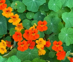 Dehner Bio Blumensamen > -Saatgut Kapuzinerkresse, rankend