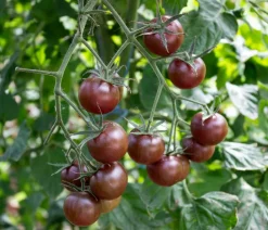 Dehner Bio -Saatgut Kirschtomate 'Black Cherry' Best