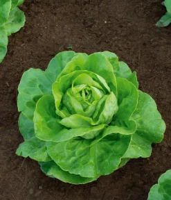 Dehner Bio Gemüsesamen - -Saatgut Kopfsalat 'Summertime'