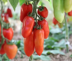 Dehner Bio Gemüsesamen - -Saatgut Roma-Tomate 'San Marzano 2'