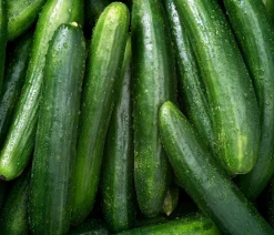 Dehner Bio -Saatgut Salatgurke 'Tanja' Online