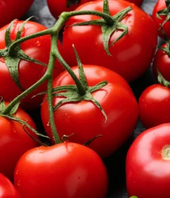 Dehner Bio Gemüsesamen - -Saatgut Salattomate 'Matina'