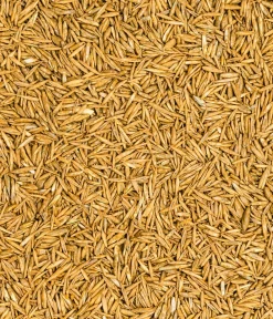 Dehner Bio Rasensamen - Saatgut Spiel- und Sportrasen, 500 g