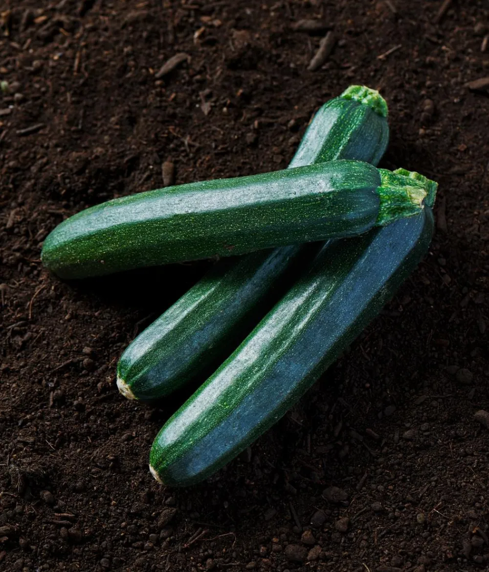 Dehner Bio Gemüsesamen > -Saatgut Zucchini 'Inizia'