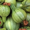 Dehner Bio -Saatgut Zucchini 'Tondo chiaro di Nizza' Discount
