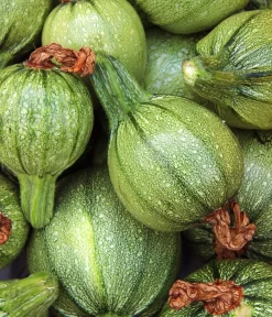 Dehner Bio -Saatgut Zucchini 'Tondo chiaro di Nizza' Discount