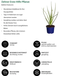 Dehner Garten- & Heilkräuter|Küchenkräuter > Erste-Hilfe-Pflanze