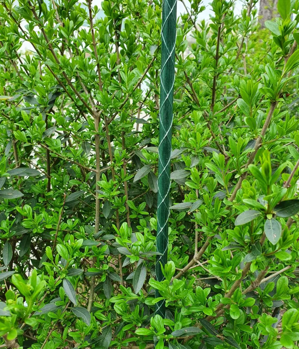 Dehner Rankstäbe > Fiberglas-Pflanzenstab