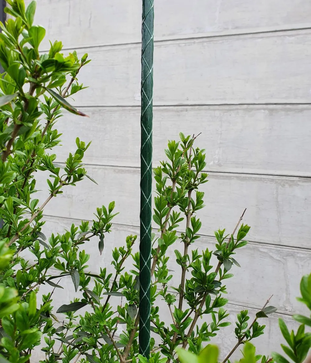 Dehner Fiberglas-Pflanzenstab Grün New