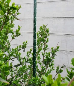 Dehner Rankstäbe - Fiberglas-Pflanzenstab Grün