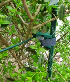 Dehner Rankstäbe - Fiberglas-Pflanzenstab Grün