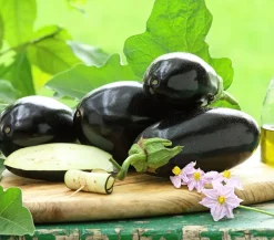 Dehner Gourmet Garten Auberginen- & Tomatenpflanzen|Gartengemüse - Aubergine, veredelt