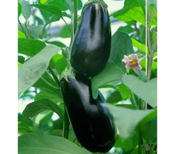 Dehner Gourmet Garten Auberginen- & Tomatenpflanzen|Gartengemüse - Aubergine, veredelt